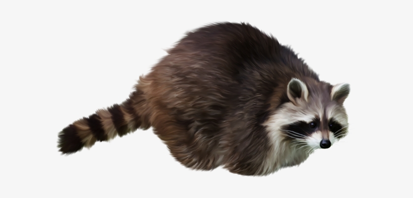 Raccoon Png - Raccoon Png Transparent, transparent png download