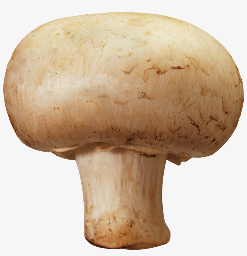 Mushroom Png, transparent png download
