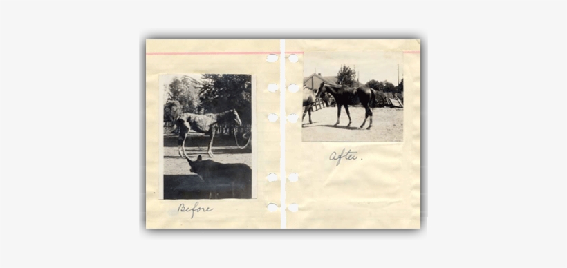 Teaching A Better Way - Cruelty To Animals, transparent png download