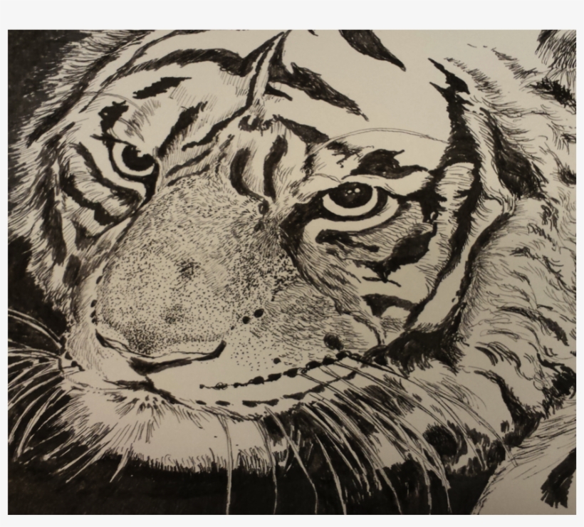 Tiger, Pen And Ink, Copyrighted - Siberian Tiger, transparent png download