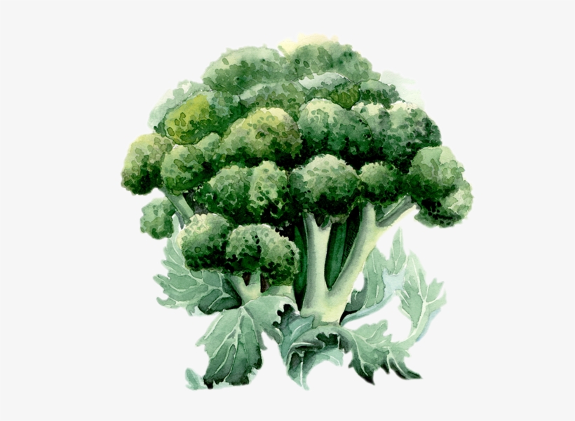Watercolor Illustrations, Patterns, Design & Layout - Broccoli Watercolor, transparent png download
