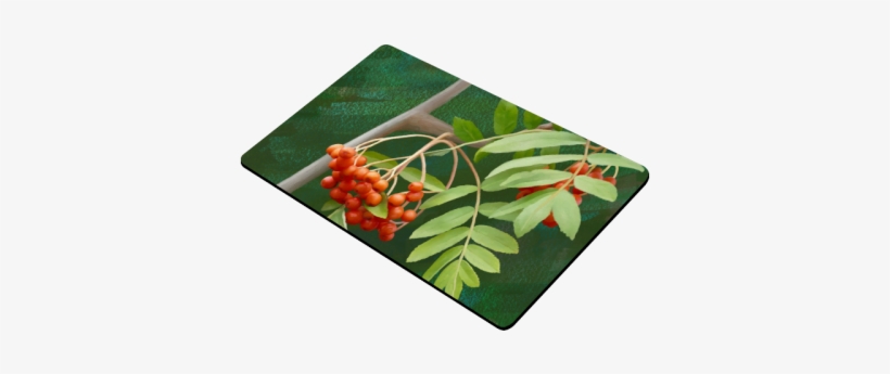 Watercolor Rowan Tree - Rambutan, transparent png download