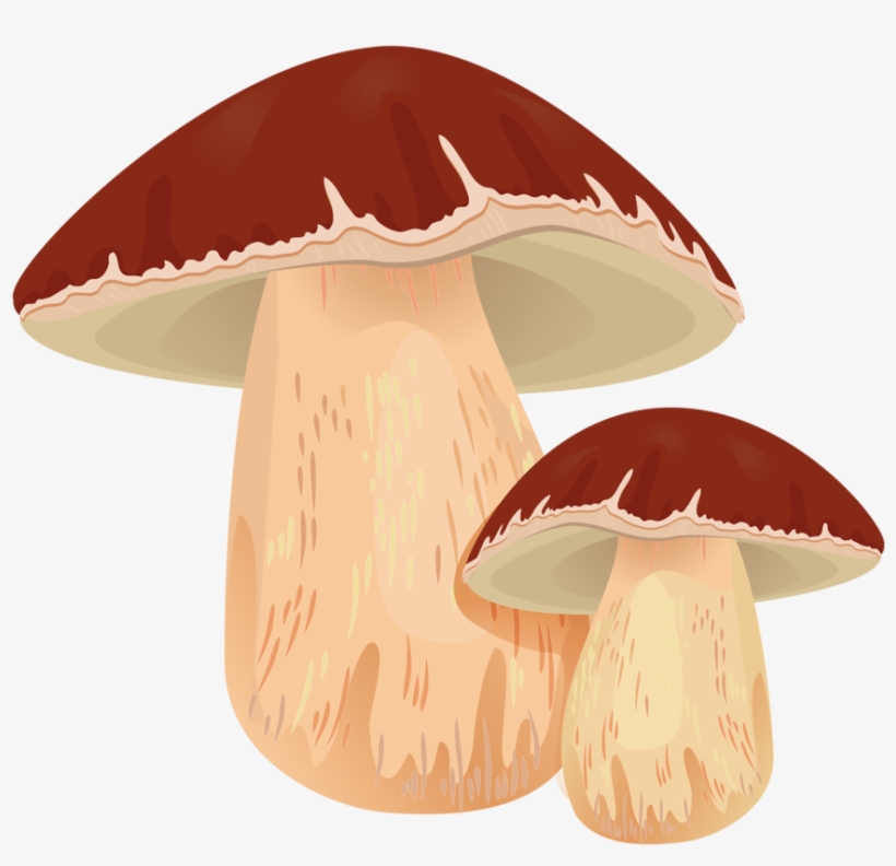 Jpg Transparent Cutepictures Clipart Mushrooms - Champignon Clipart, transparent png download