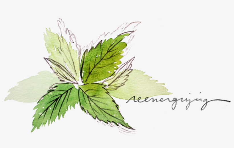 Peppermint, transparent png download