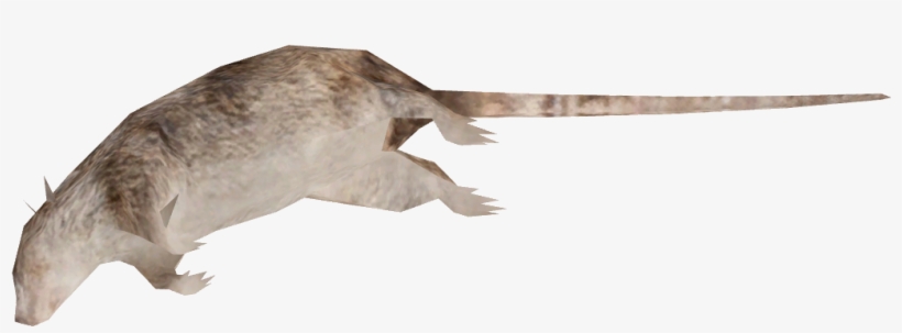 Dead Rat Enrichment - Rat, transparent png download