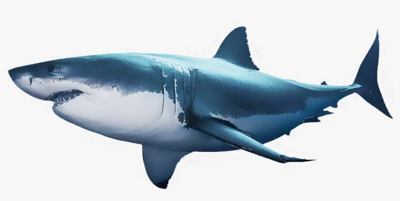 Http - //start - Att - Week/perfect Predator Sharks - Great White Shark