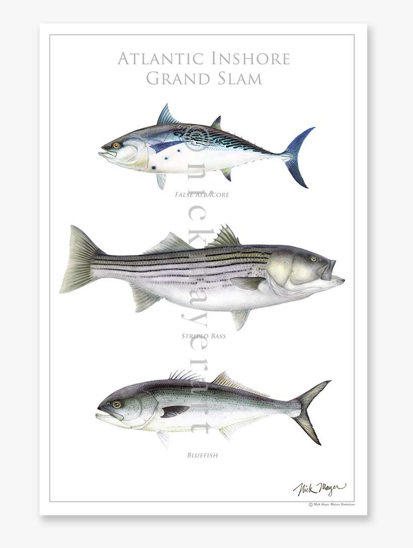 Atlantic Inshore Grand Slam Poster Featured In The - Tiger Shark, transparent png download