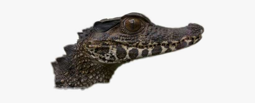 Crocodiles, transparent png download