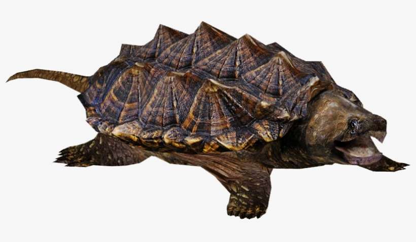 Alligator Snapping Turtle 3 - Snapping Turtle Png, transparent png download