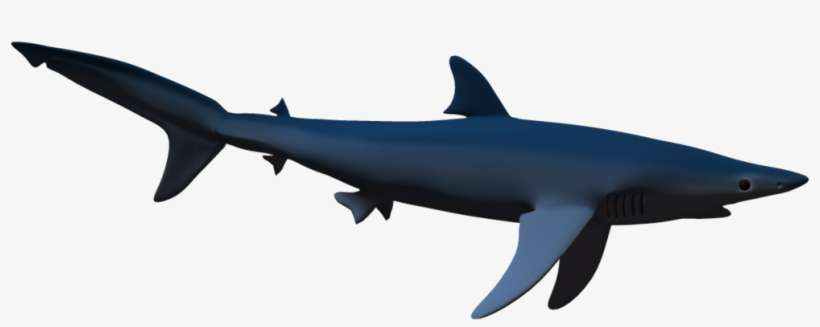 Fishes Sharks And Dolphins, transparent png download