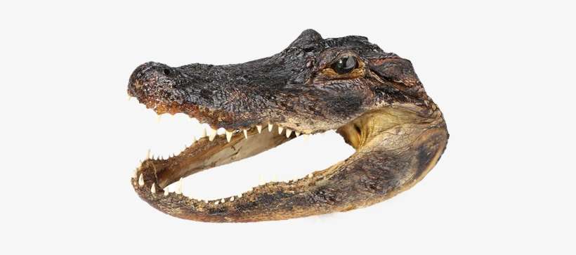 See Our Unique Gift Shop To Help You Find That Perfect - American Crocodile, transparent png download