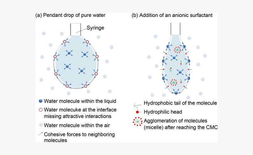 Effect Of A Surfactant On The Surface Tension Of A - Circle, transparent png download