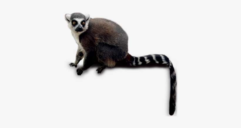 Lemur Png, transparent png download