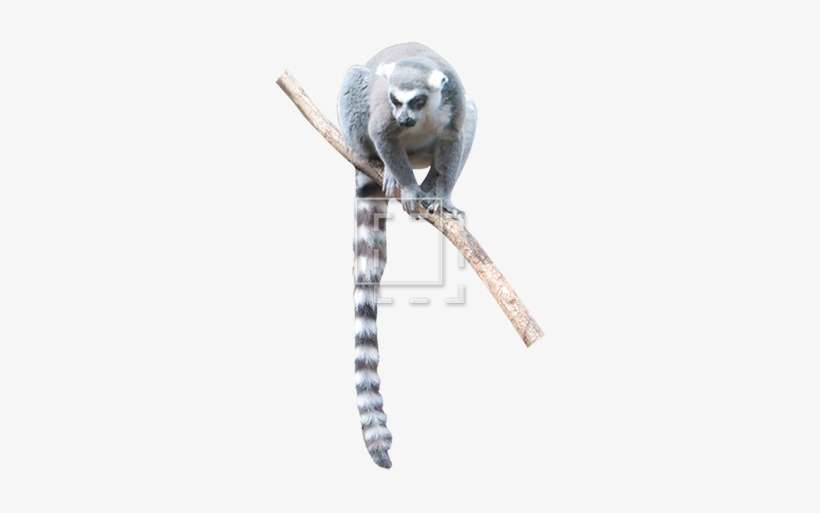 Lemur - Lemur Cut Out, transparent png download