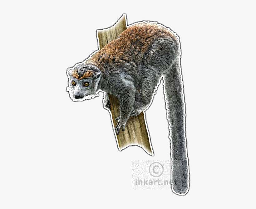 Crowned Lemur Decal - Crowned Lemur Throw Blanket, transparent png download