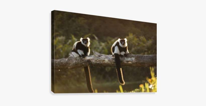 Lemur In His Natural Habitat, Madagascar Canvas Print - Capuchin Monkey, transparent png download