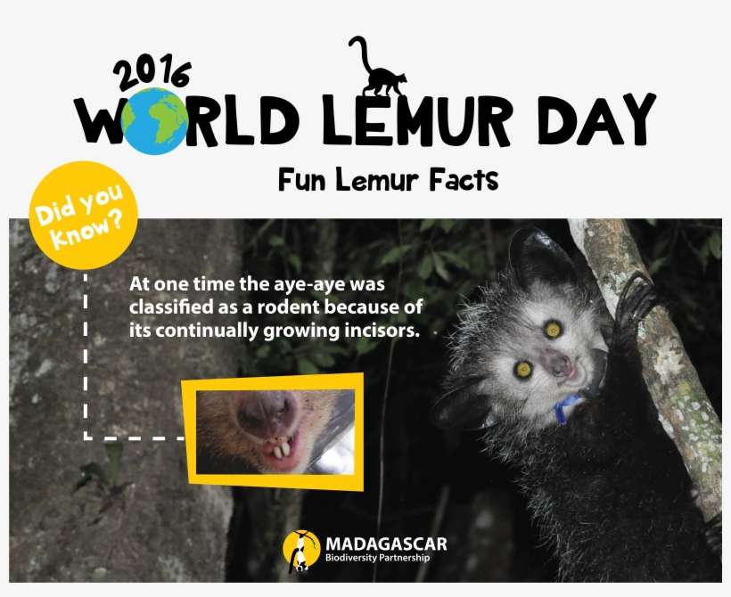 Fun Fact 1 Wld - Madagascar, transparent png download