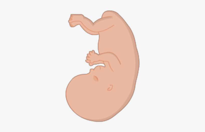 Smart Exchange - Fetus Transparent, transparent png download