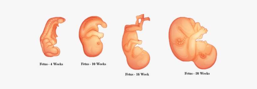 Etapas Del Desarrollo Embrionario Humano, transparent png download