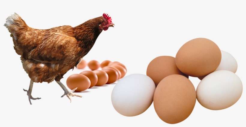 Kande Poultry Farm - Chicken Transparent, transparent png download