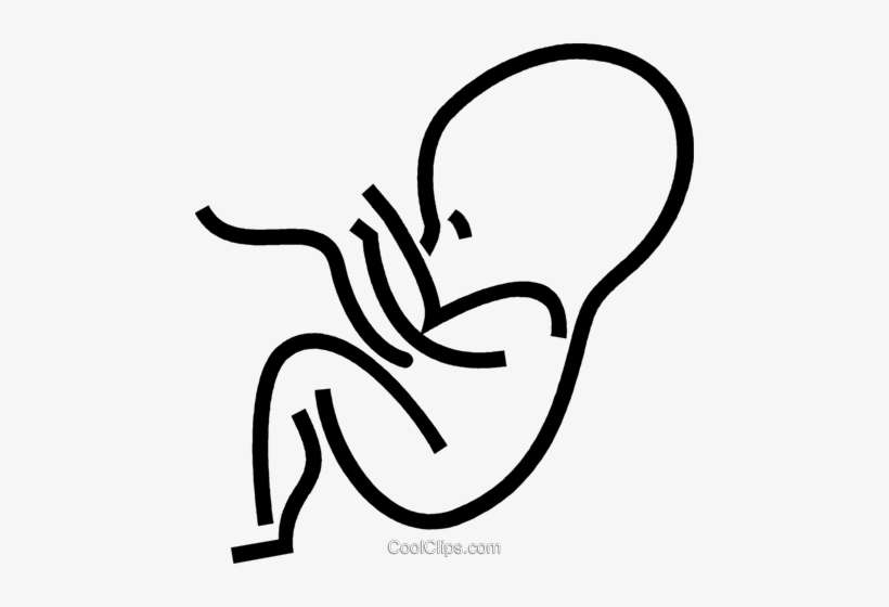 Human Fetus Royalty Free Vector Clip Art Illustration, transparent png download