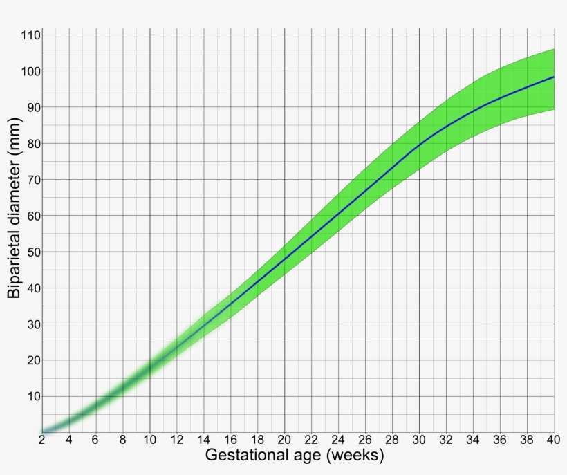 Biparietal Diameter By Gestational Age - Biparietal Diameter Gestational Age, transparent png download