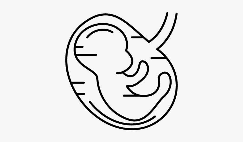 Human Fetus Vector - Imagenes De Feto Para Dibujar, transparent png download