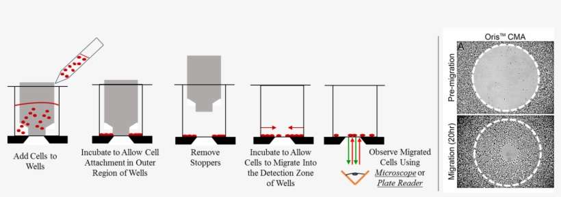 Oris™ Cell Migration Assay - Cell Migration Assay Protocol, transparent png download