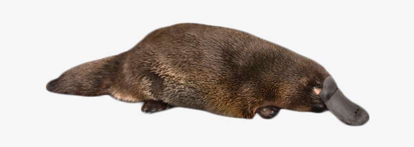 Platypus On The Ground Png Image - Platypus, transparent png download
