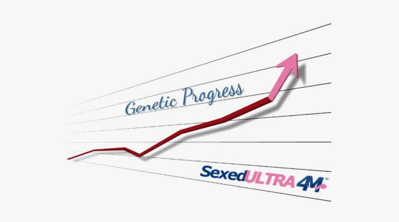 Banking On Sexed Semen - Diagram, transparent png download