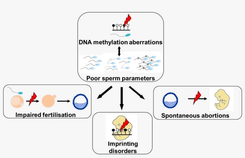 Aberrant Imprints In Spermatozoa Are Associated With - Dna Methylation Sperm, transparent png download