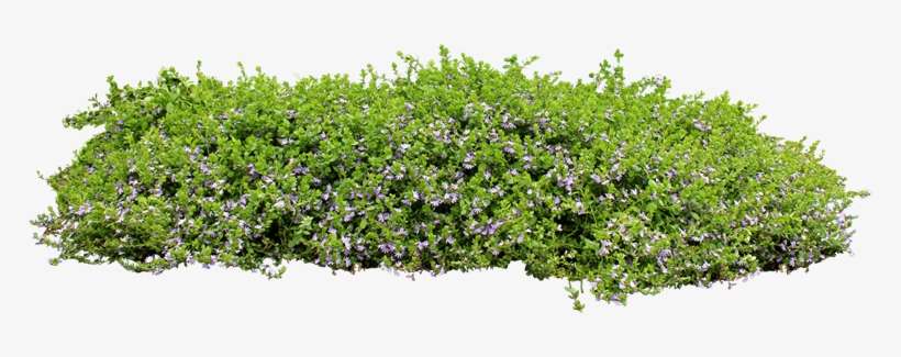 Ground Cover Png - Scaevola Aemula Purple Fanfare, transparent png download