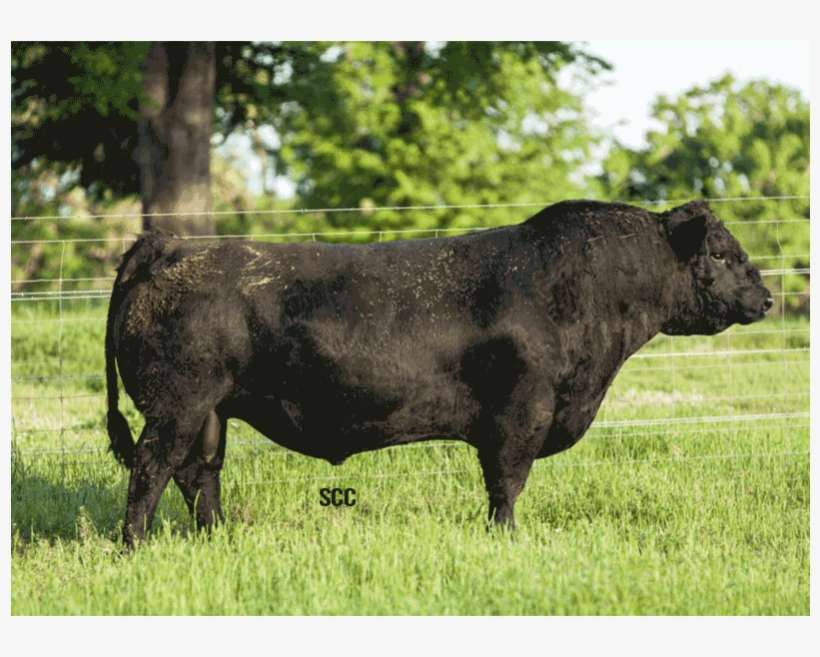Hook's Black Hawk 50b Simangus Semen - Southern Cattle Company, transparent png download