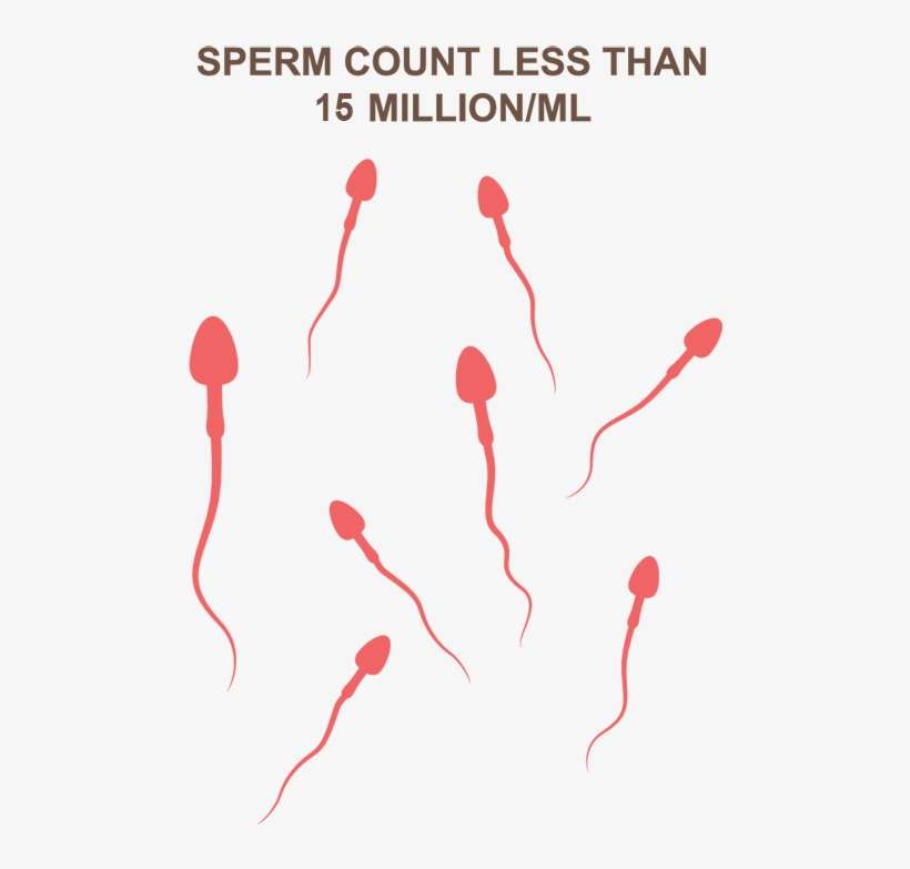 However, The World Health Organisation Classifies A - Oligospermia, transparent png download