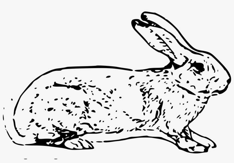 Belgian Big Image Png - Free Rabbit Illustration, transparent png download