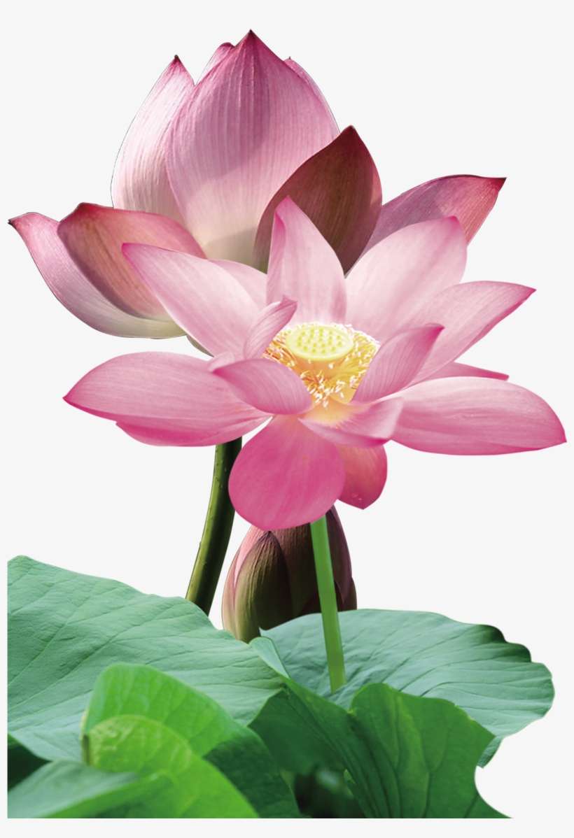 Nelumbo Nucifera Red Leaf - Pink Lotus Png, transparent png download