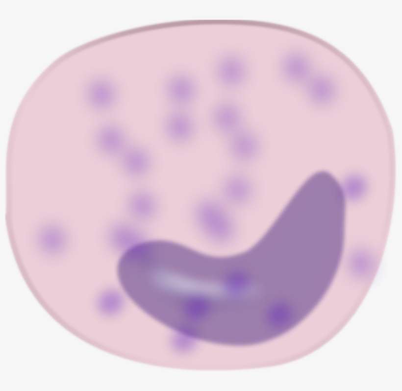 Este Gráficos Es Monocitos Sobre Anatomia, Biologia, - Macrophage Clipart, transparent png download