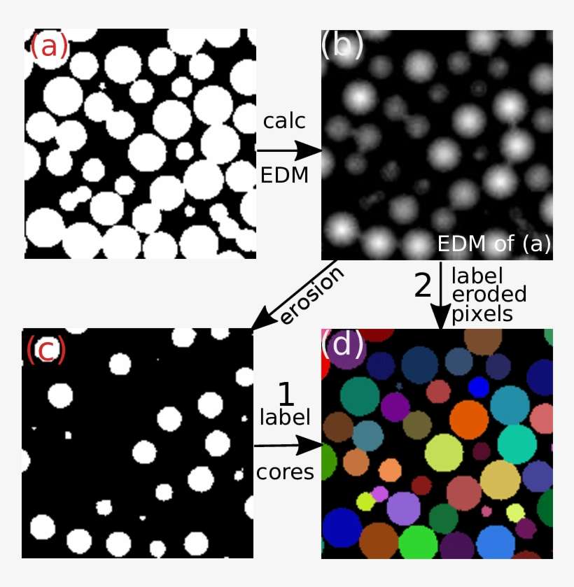 Identifying Particles By Assigning The White Voxels - Euclidean Distance, transparent png download