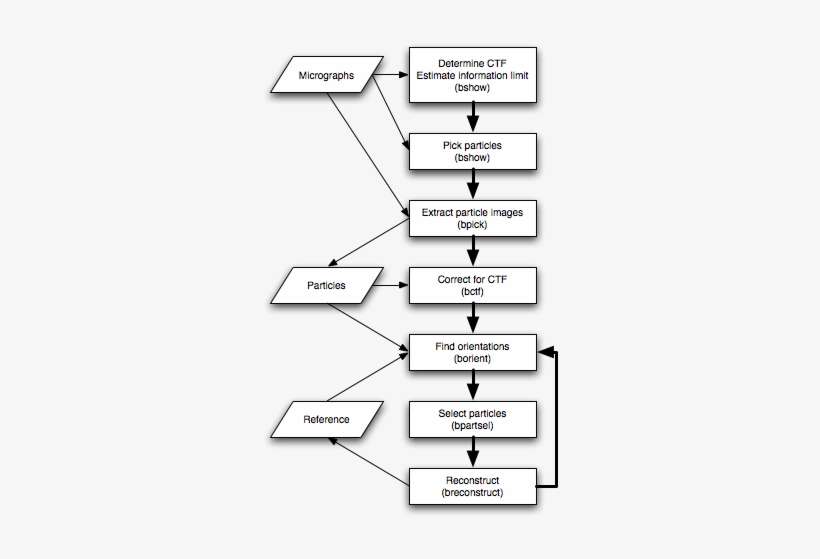Note That The Following Protocol Assumes That Focal - Diagram, transparent png download