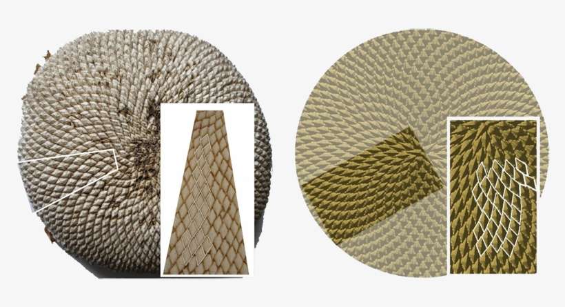 Inspecting A Sunower Head, One May Notice First The - Biological System, transparent png download