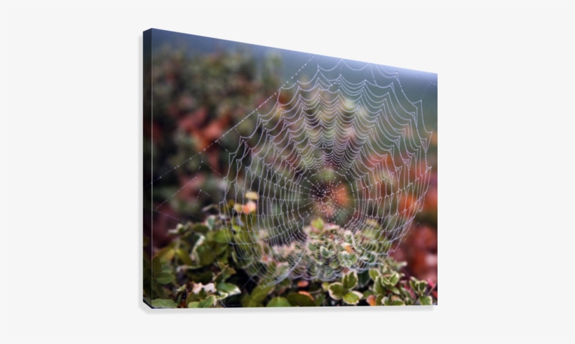 Spider Web With Dew Canvas Print - Spider Web, transparent png download