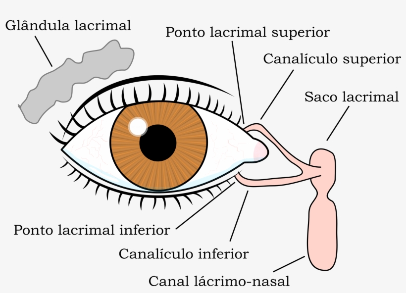 A Maior Parte Do Volume Das Lágrimas É Produzido Por - Aparato Lagrimal Con Sus Partes, transparent png download
