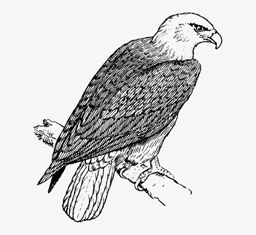 Eagle - Coloring Pictures Of Eagle, transparent png download