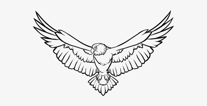 Animal Bird Eagle Flight Flying Scouting S - Soaring Eagle Line Art, transparent png download