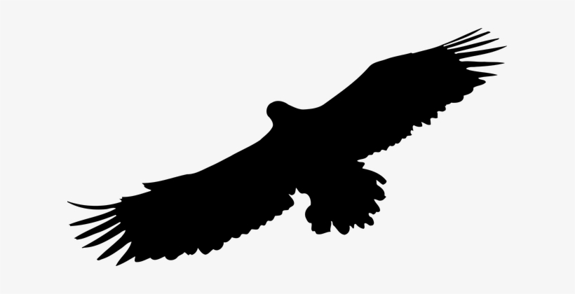 Animal Bird Eagle Silhouette Eagle Eagle E - Bird Of Prey Clipart, transparent png download