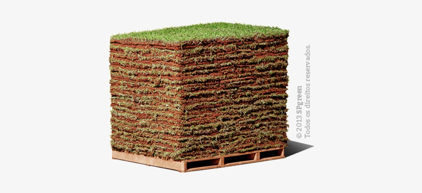 De Origem Japonesa, A Grama-esmeralda É Uma Das Espécies - Palete De Grama, transparent png download