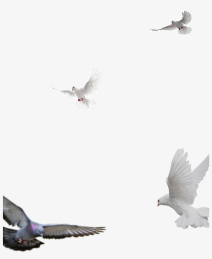 Visit My Other Website For More New Png - Pigeons And Doves, transparent png download