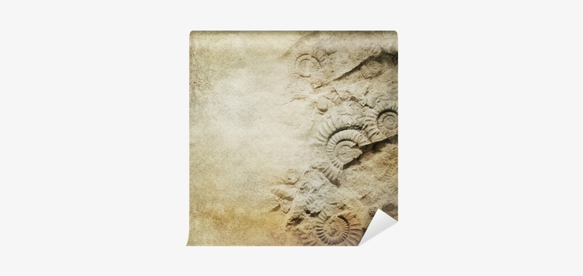 Vintage Paper Background With Fossils Wall Mural • - Das Rad Des Lebens: Und Seine Zyklen, transparent png download