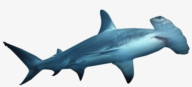 Sharks Drawing Hammerhead Shark - Great Hammerhead Shark Png, transparent png download