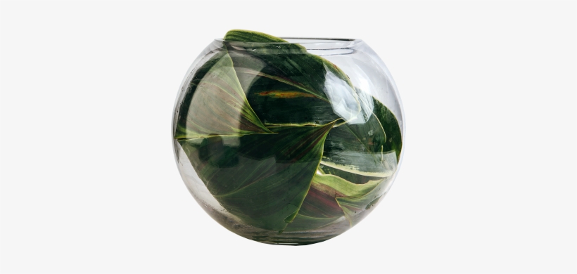 Glass Fish Bowl - Vase, transparent png download